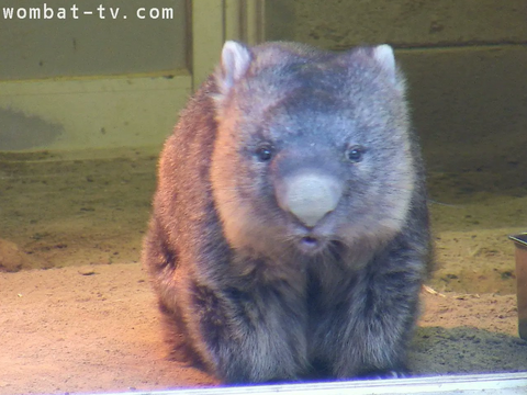 今会えるご長寿アイドル「ワインさん」がものすごく可愛いという話です